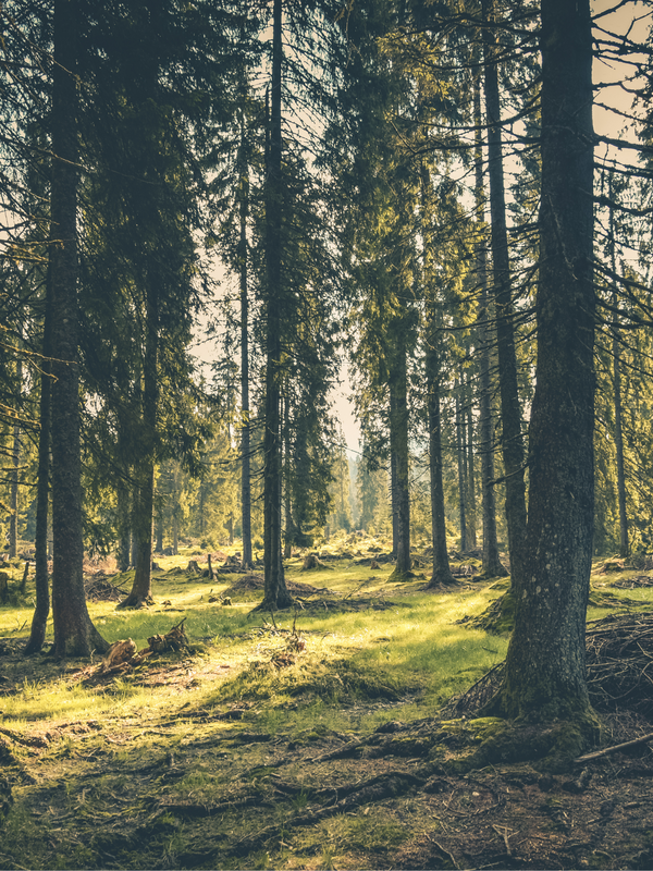 The Enjoyment and Benefits of Forest Bathing.